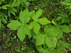 Sinopodophyllum