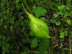 Sinopodophyllum