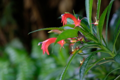 Lobelia persicifolia