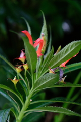 Lobelia persicifolia