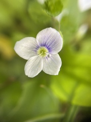 Veronica filiformis