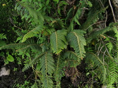 Polystichum sinense