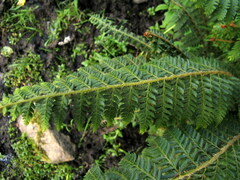 Polystichum sinense