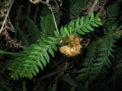 Polystichum sinense