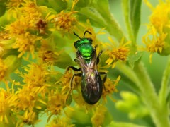 Augochlora pura