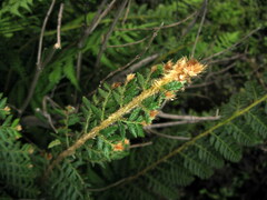 Polystichum sinense