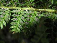 Polystichum sinense