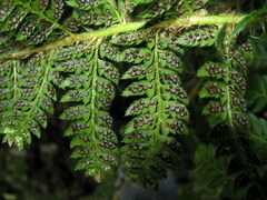 Polystichum sinense