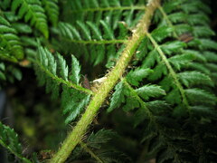Polystichum sinense