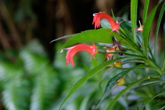 Lobelia persicifolia