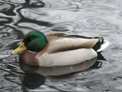 Anas platyrhynchos