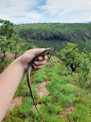 Gerrhosaurus flavigularis