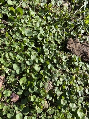 Dichondra carolinensis