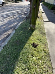 Dichondra carolinensis
