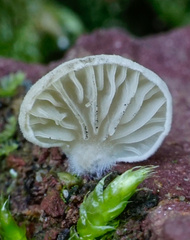 Entoloma byssisedum