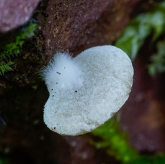 Entoloma byssisedum