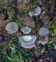 Entoloma byssisedum