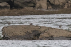 Charadrius vociferus
