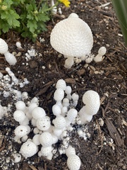 Leucocoprinus cretaceus