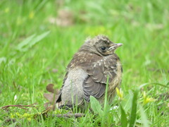 Turdus pilaris