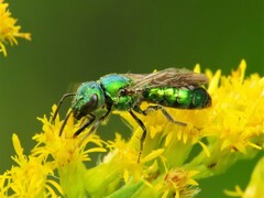 Augochlora pura