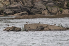 Charadrius vociferus
