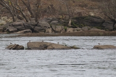 Charadrius vociferus