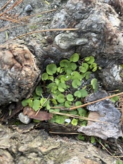 Dichondra carolinensis