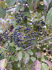 Viburnum rafinesqueanum