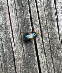 Monocesta coryli
