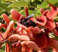 Xylocopa frontalis