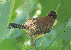 Campylorhynchus rufinucha image