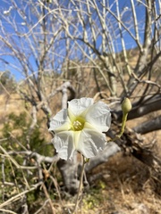 Ipomoea arborescens