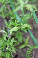 Galium bifolium