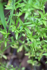 Galium bifolium