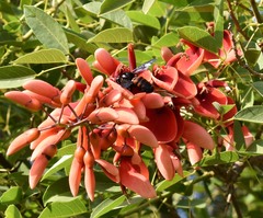 Xylocopa frontalis