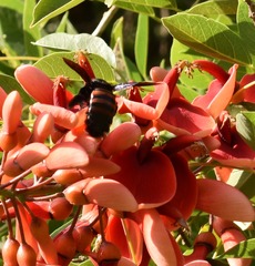 Xylocopa frontalis