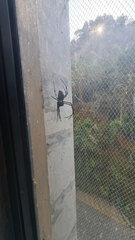 Nephilingis cruentata