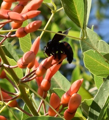Xylocopa frontalis