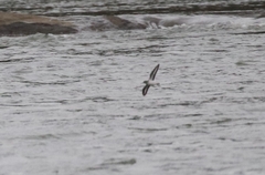 Actitis macularius