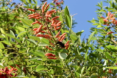 Xylocopa frontalis