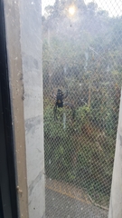 Nephilingis cruentata