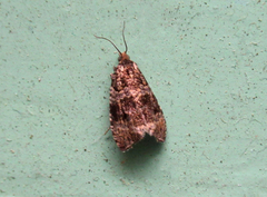 Syricoris lacunana