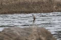 Actitis macularius
