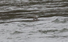 Actitis macularius