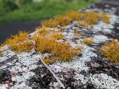 Teloschistes flavicans