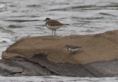Actitis macularius