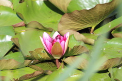 Nymphaea