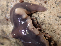 Arthurdendyus australis