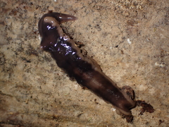 Arthurdendyus australis